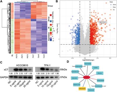 Sulfasalazine Sensitizes Polyhematoporphyrin-Mediated Photodynamic Therapy in Cholangiocarcinoma by Targeting xCT